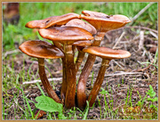 15th Oct 2015 - Toadstools