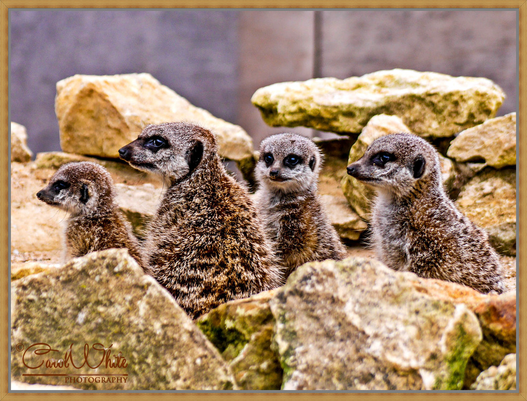 Meerkat Family by carolmw