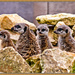 Meerkat Family by carolmw
