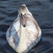 12 October 2015 This Cygnet is now as big as it's mum by lavenderhouse
