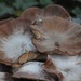 13 October 2015 Fungi that looks like sea shells by lavenderhouse