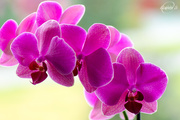 15th Oct 2015 - Pink orchid