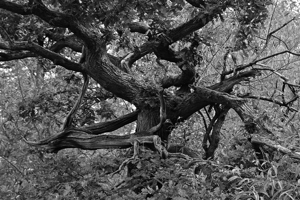 TANGLED TREE by markp