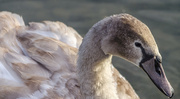 15th Oct 2015 - Young Cygnet