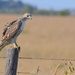 Red-tailed Hawk Watch by kareenking