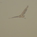 Blue Heron in Foggy Flight by kareenking