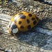 Harlequin Ladybird by susiemc