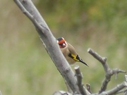 12th Oct 2015 - Goldfinch