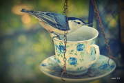 15th Oct 2015 - Morning Tea