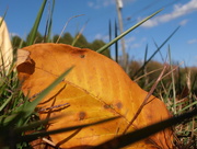 14th Oct 2015 - Leaf in the Grass