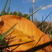 Leaf in the Grass by julie
