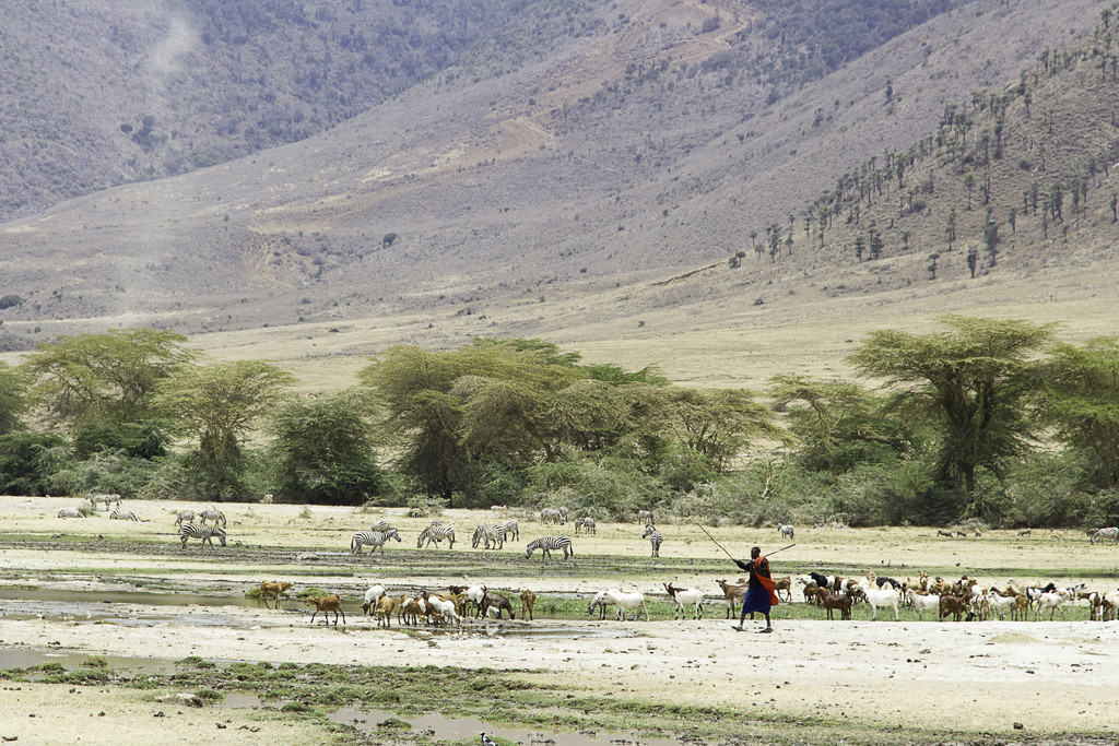 Cattle driving in Ngorongoro Crater by leonbuys83