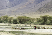 15th Oct 2015 - Cattle driving in Ngorongoro Crater