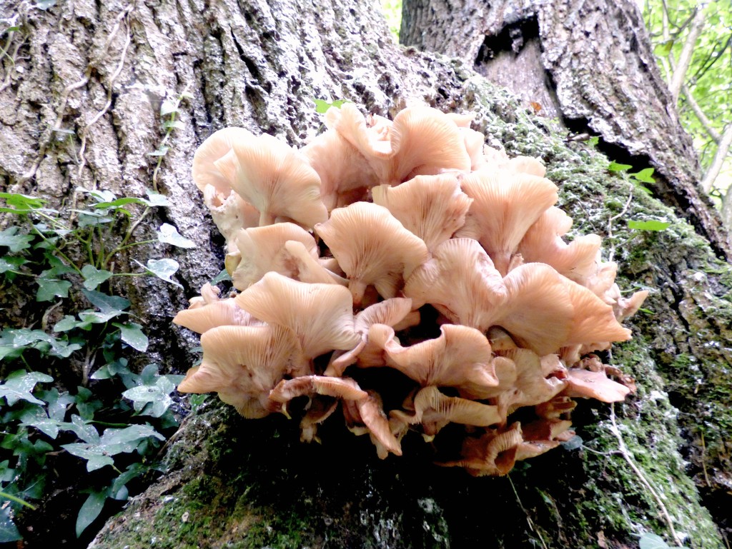 Oyster mushrooms... by julienne1