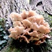 Oyster mushrooms... by julienne1