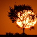 Tree-clipse by kareenking