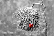 15th Oct 2015 - Dead thistle and the RED LADYBUG!