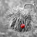Dead thistle and the RED LADYBUG! by fayefaye