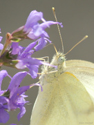 8th Oct 2015 - Up close and personal with a Cabbage White