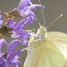 Up close and personal with a Cabbage White by rhoing