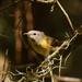 Bird in the Moss by rickster549