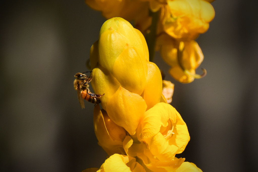 Bee and Yellow Flower by rickster549