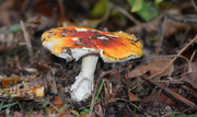 15th Oct 2015 - ~Another Mushroom~
