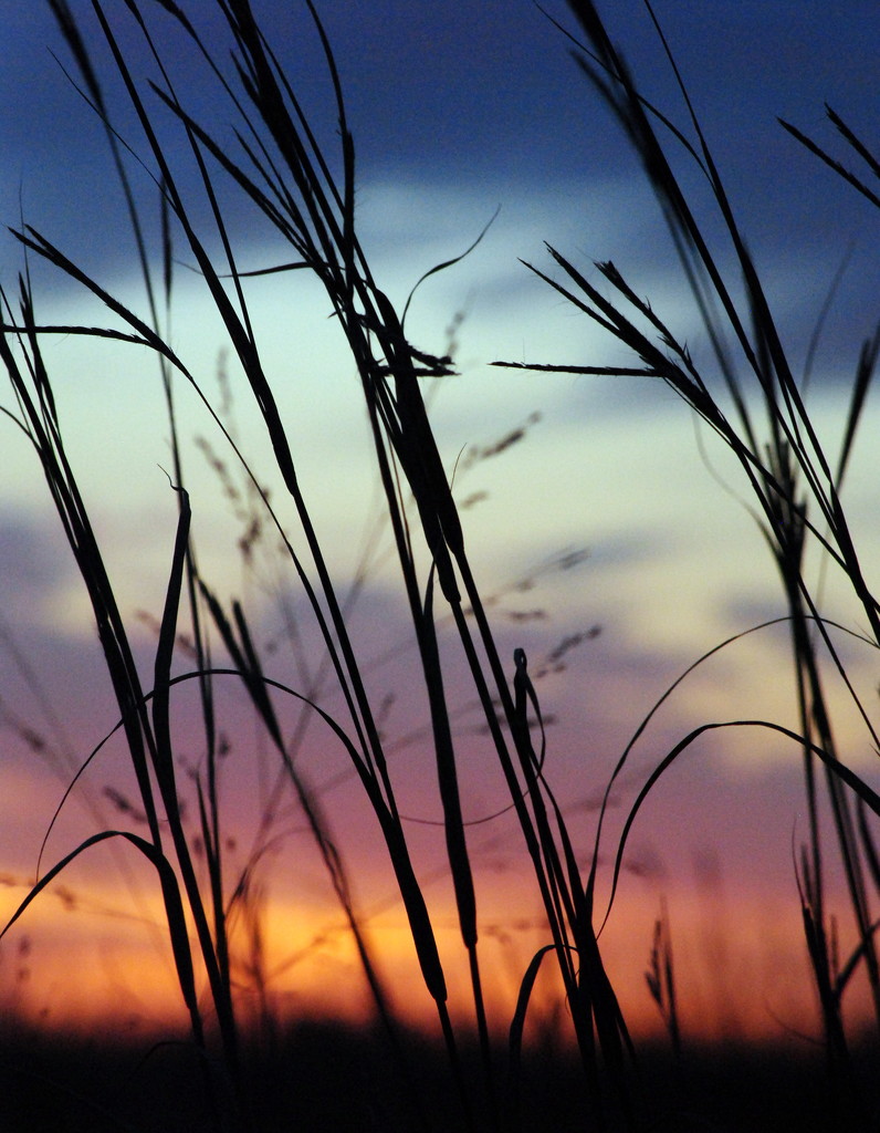 Tall Grass at Sunset by genealogygenie