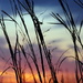 Tall Grass at Sunset by genealogygenie