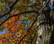 15th Oct 2015 - Colors of Autumn 2