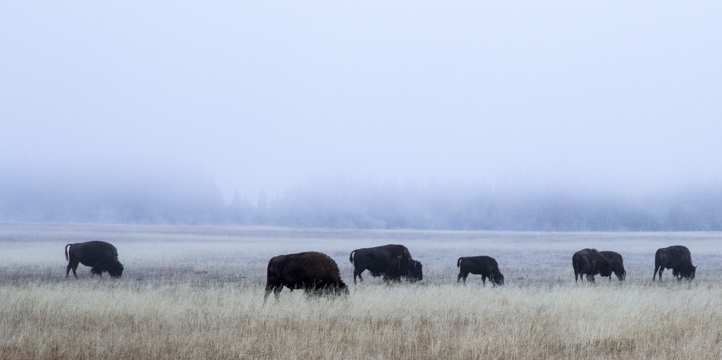 Foggy Bison Morning by pdulis
