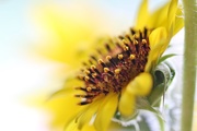 25th Aug 2015 - Sunflower