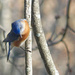Eastern Bluebird by dsp2