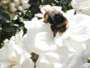 16th Oct 2015 - Giant Bumble Bee.