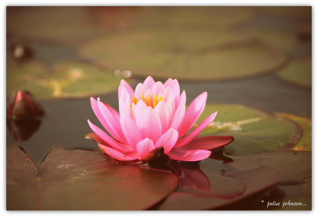 Water lily by julzmaioro