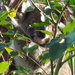another peek by koalagardens