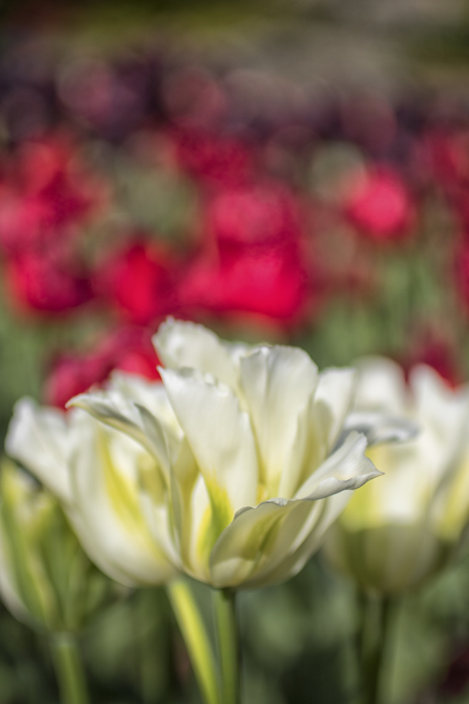 Tulip Field by helenw2