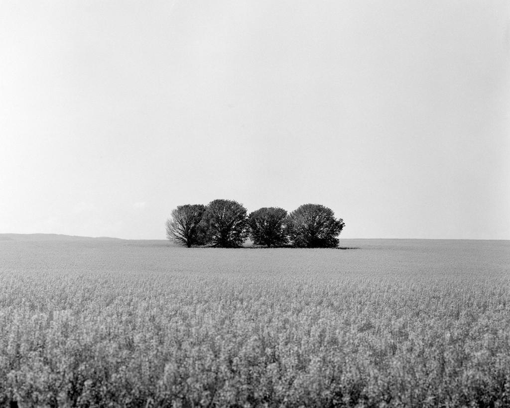 Four trees by peterdegraaff