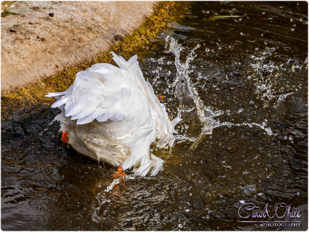 Bottoms Up (Call Duck) by carolmw