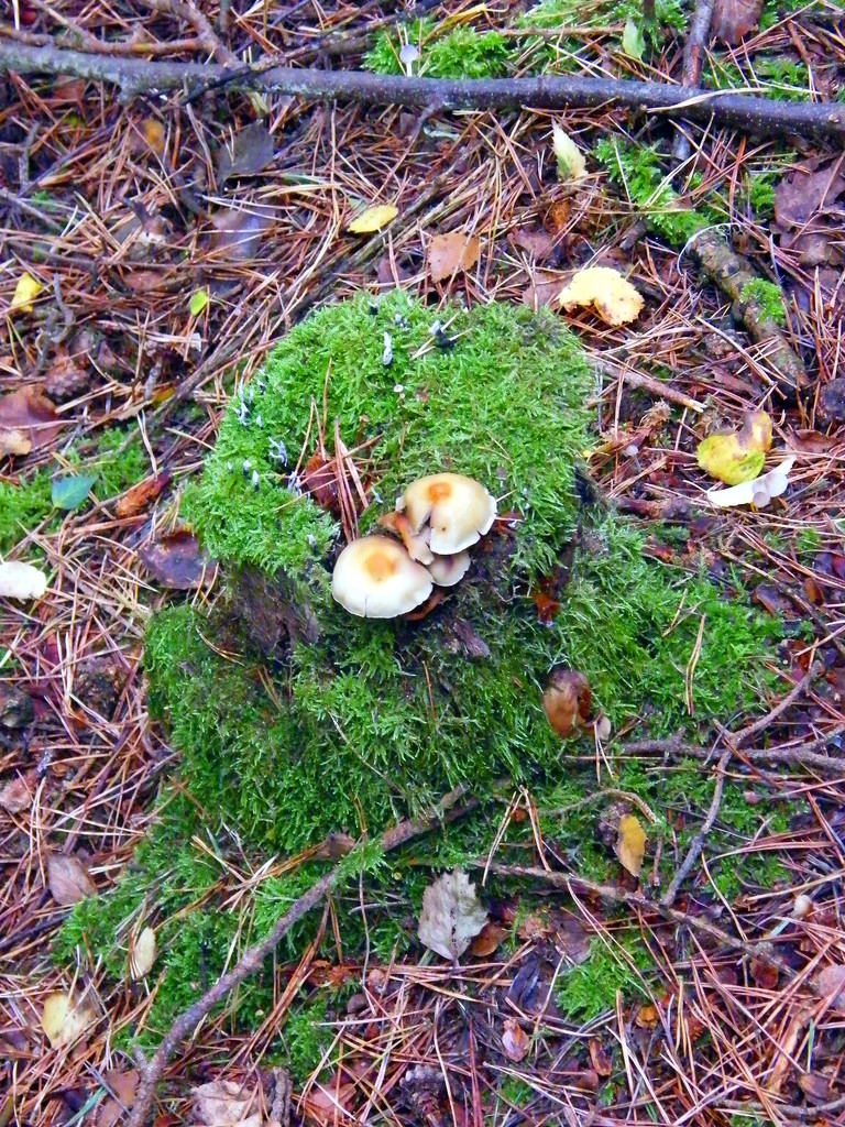 More mushrooms by jeff