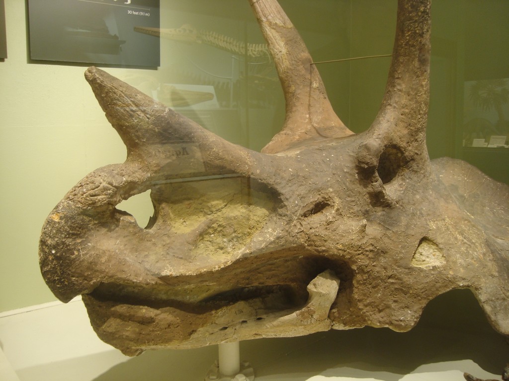 Triceratops by mcsiegle