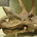 Triceratops by mcsiegle