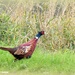 Mr Pheasant by rosiekind