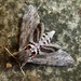 Convolvulus hawk moth by steveandkerry