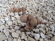 16th Oct 2015 - Toadstools? 