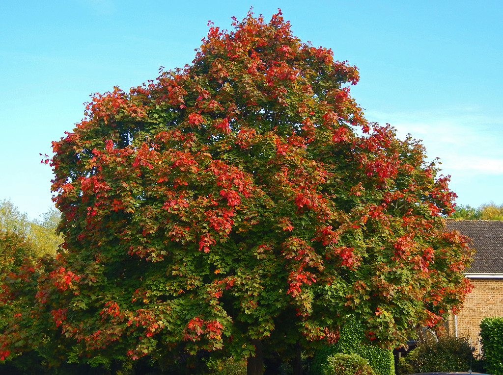 The beginning of autumn by philbacon