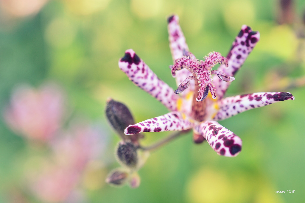 Toad Lily by mhei