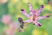 16th Oct 2015 - Toad Lily