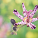 Toad Lily by mhei