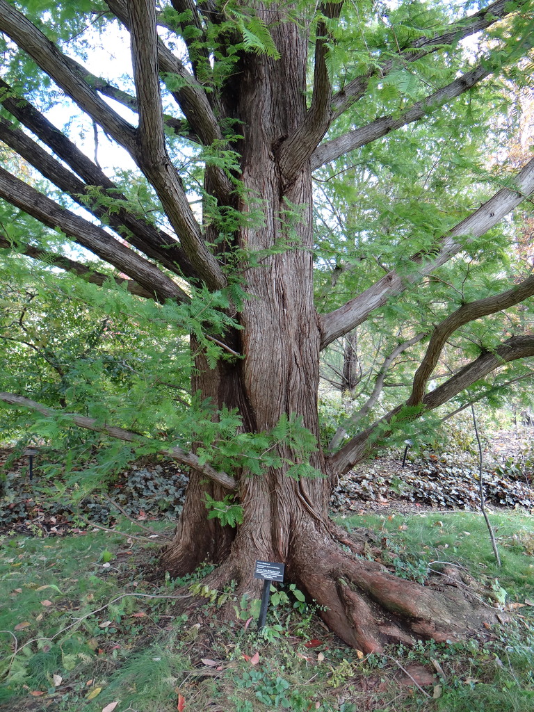 Dawn Redwood by brillomick